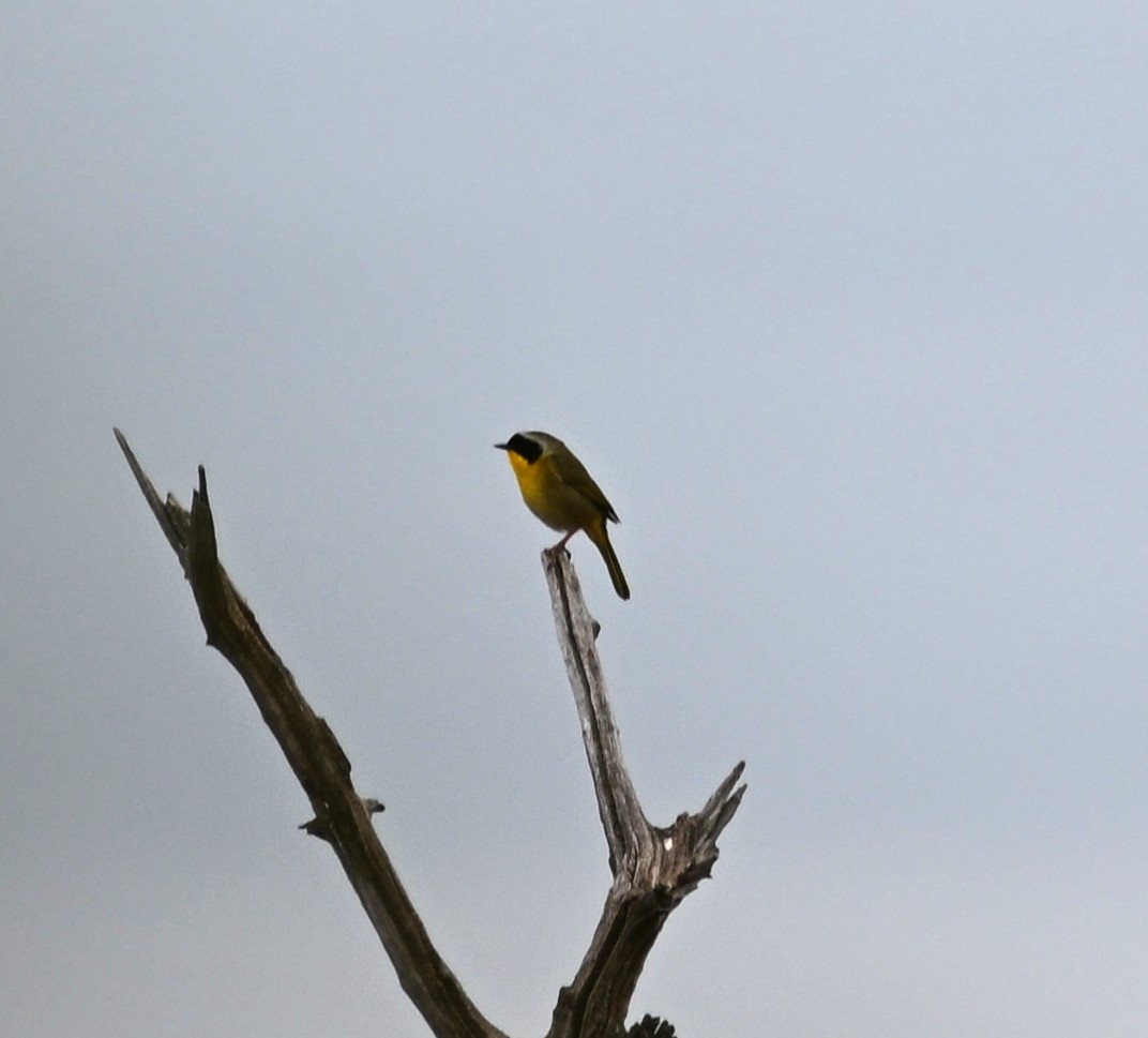 Common Yellowthroat - ML634184756