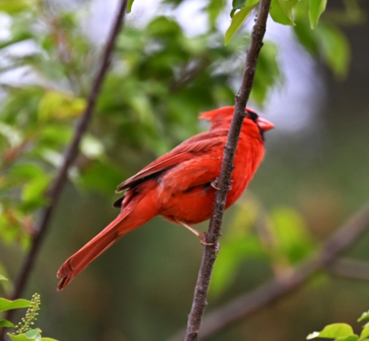 Northern Cardinal - ML634184776