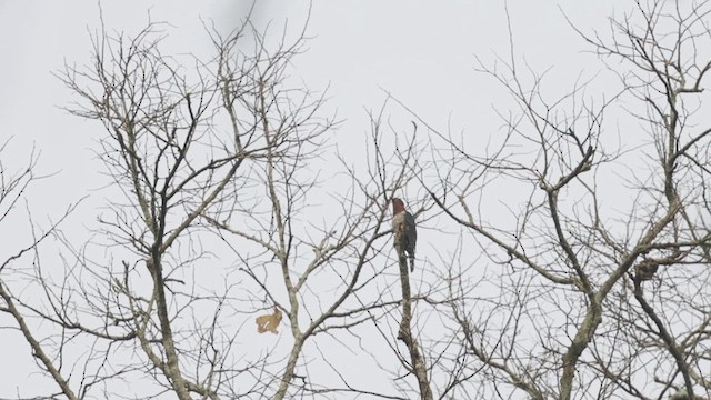 Black Cuckoo (Rufous-throated) - ML634184924