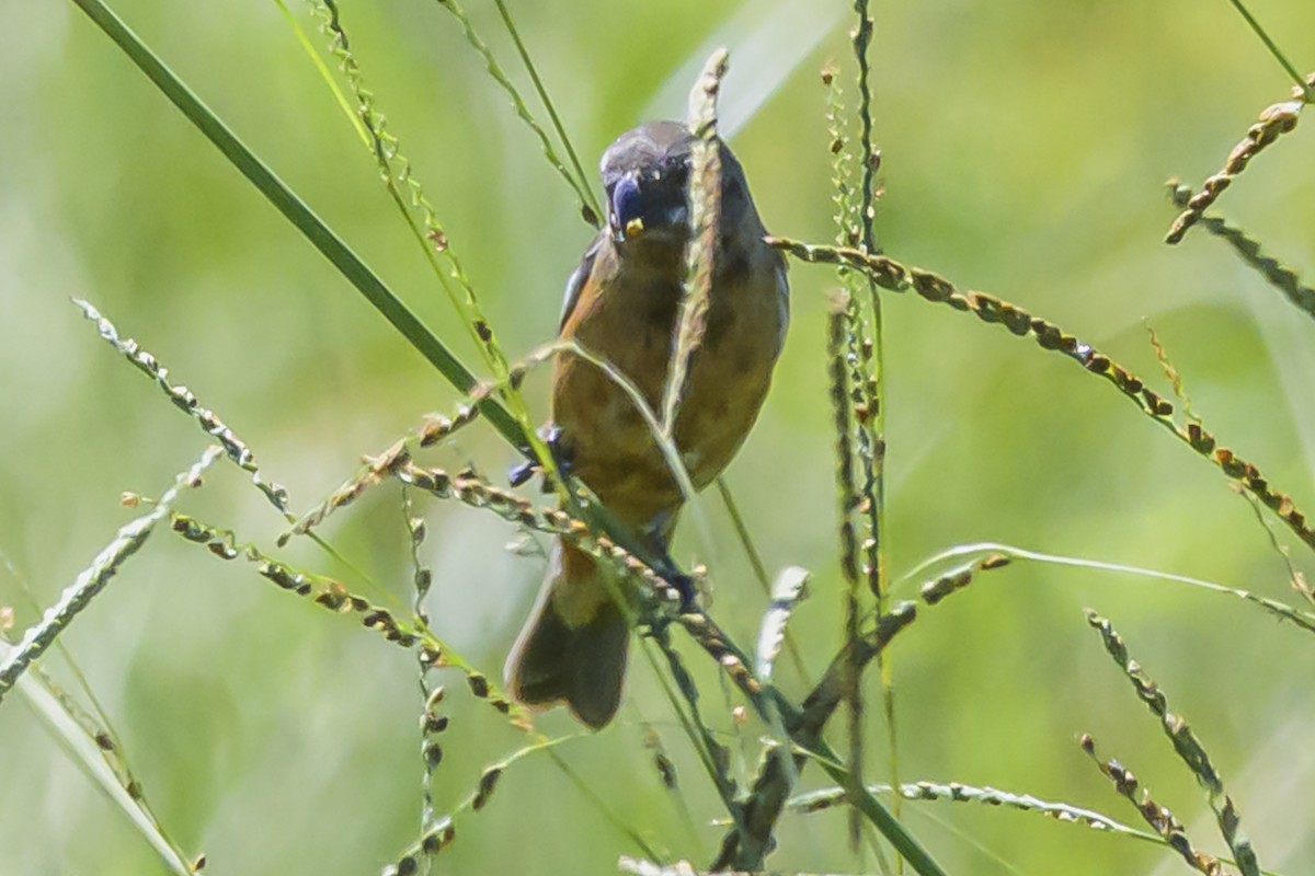 Dark-throated Seedeater - ML634184936