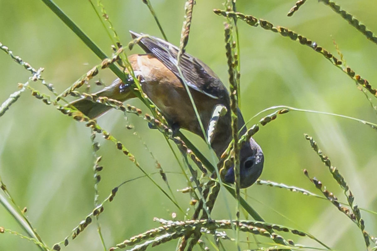 Dark-throated Seedeater - ML634184938