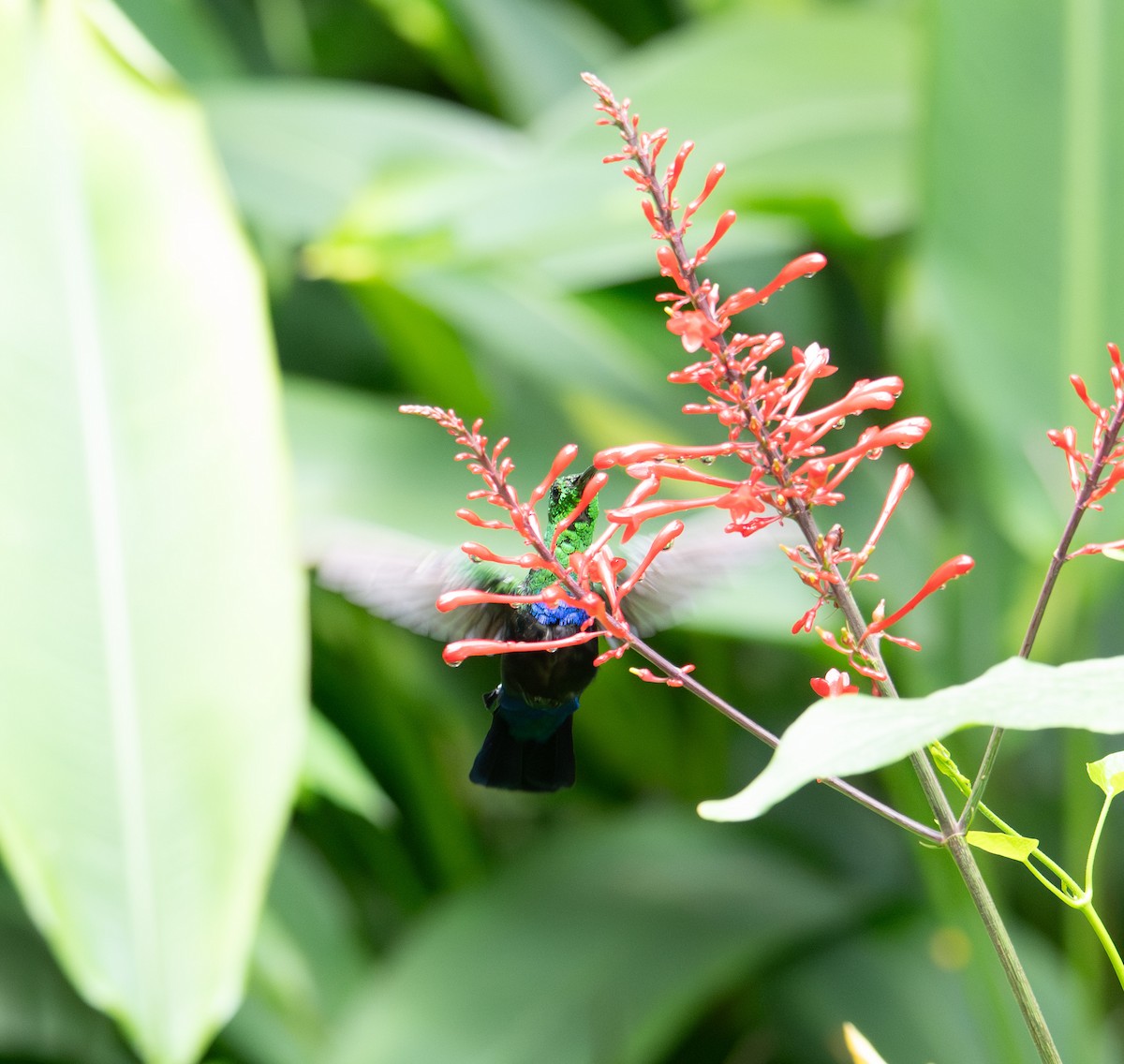 Green-throated Carib - ML634184997