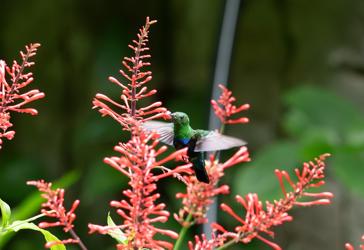 Green-throated Carib - ML634184999