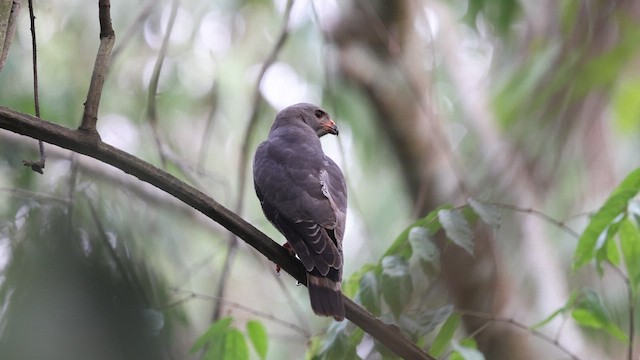 Lizard Buzzard - ML634185036
