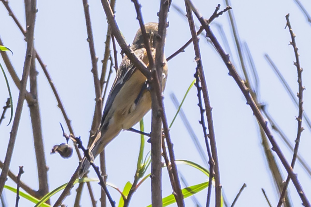 Dark-throated Seedeater - ML634185039