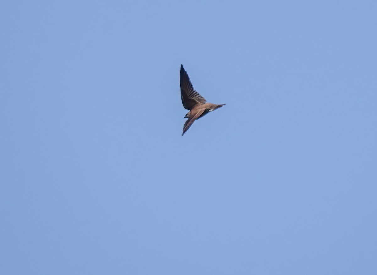 Hirondelle à ailes hérissées - ML634185050