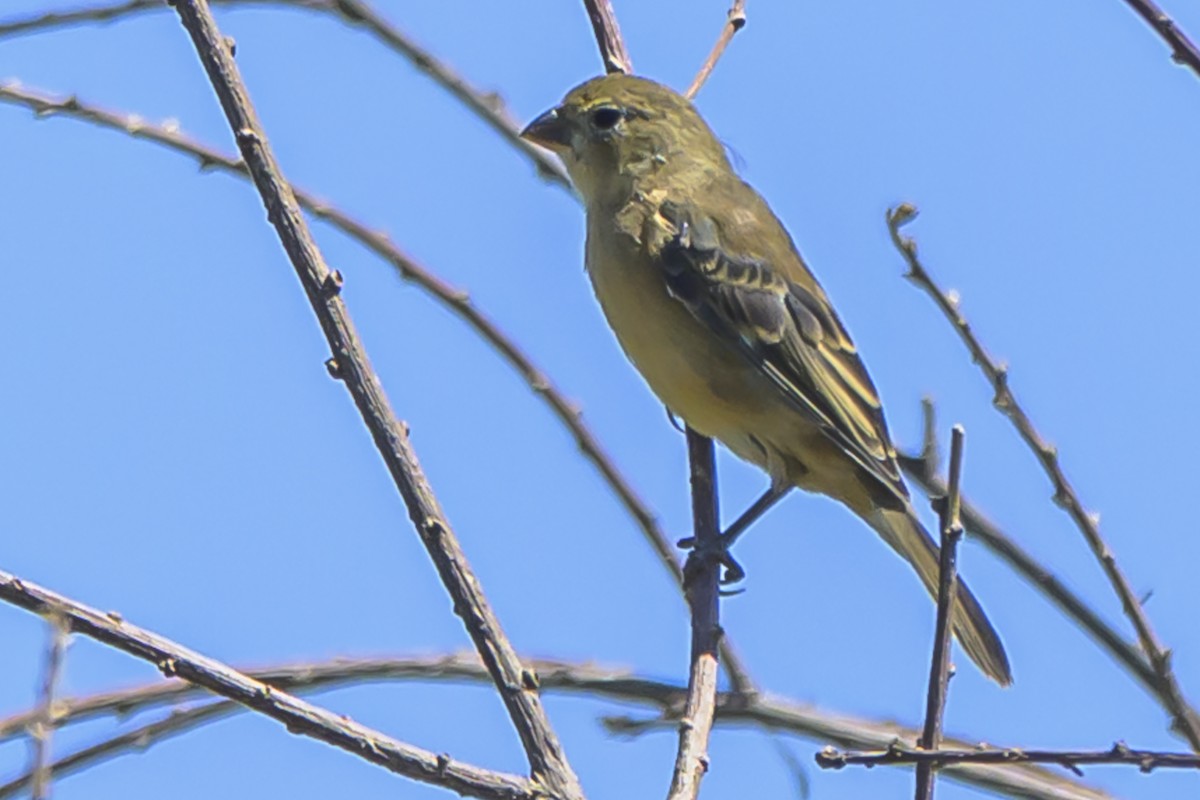 Dark-throated Seedeater - ML634185102