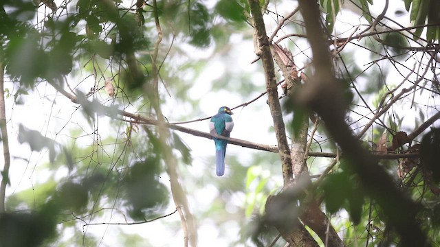 Narina Trogon - ML634185136