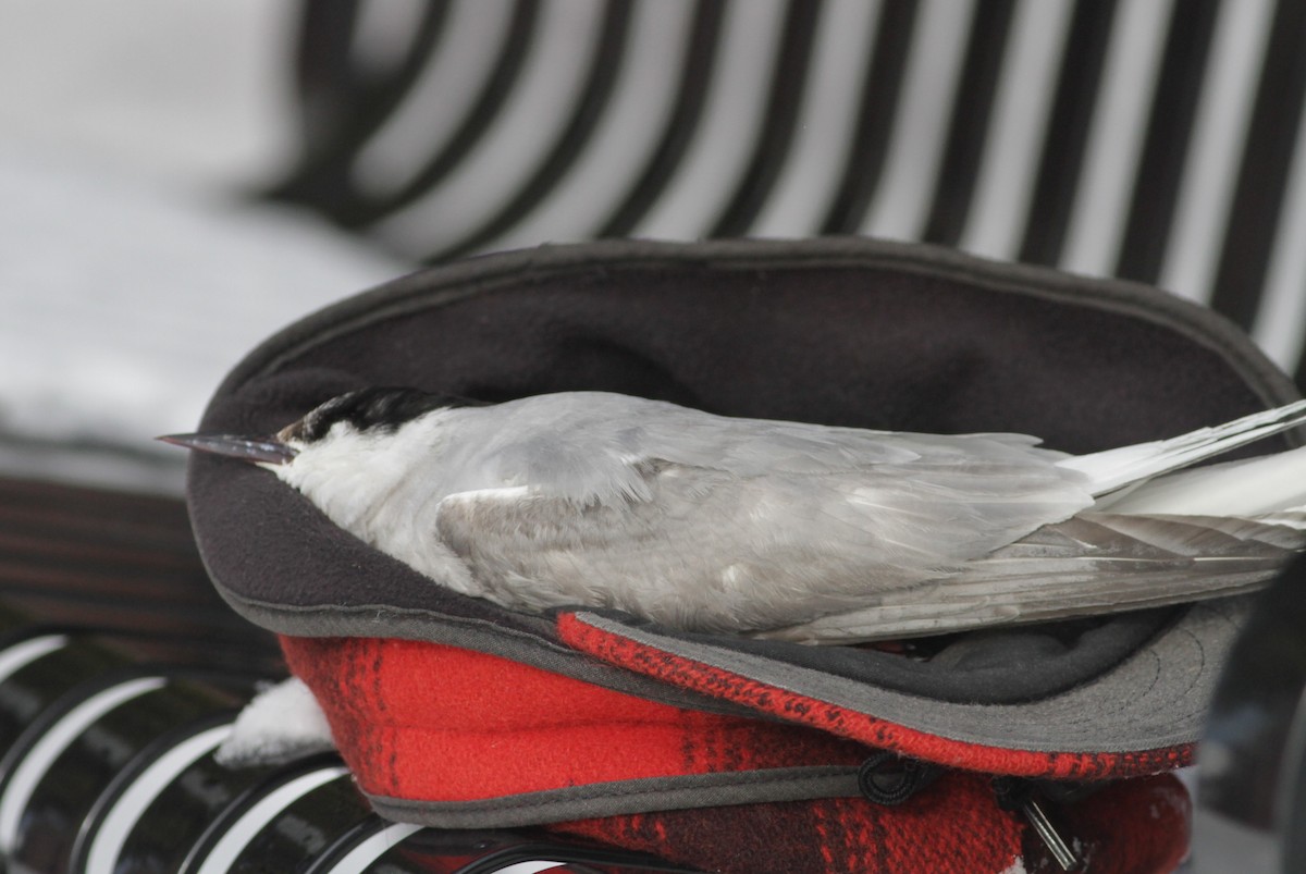 Arctic Tern - ML634185224