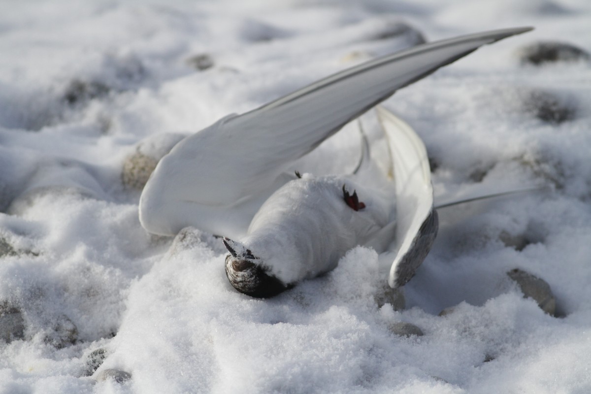 Arctic Tern - ML634185225