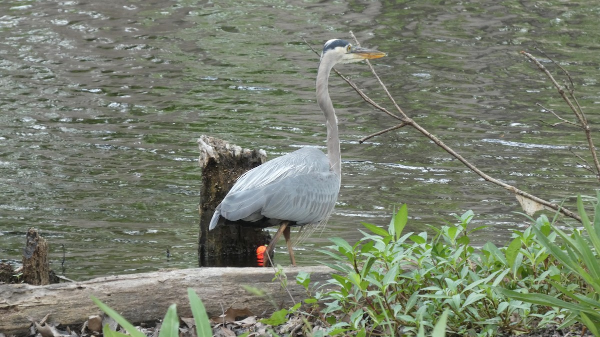 Great Blue Heron - ML634185406