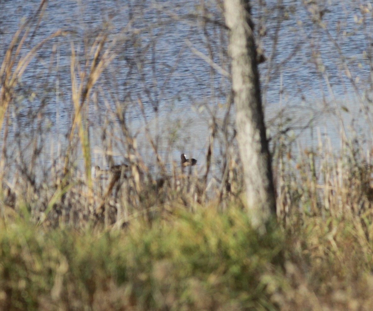 American Coot - ML634185408
