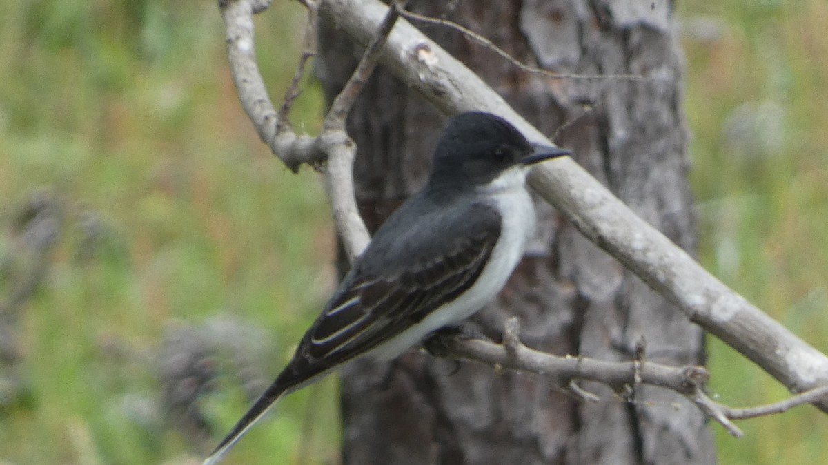 Eastern Kingbird - ML634185423