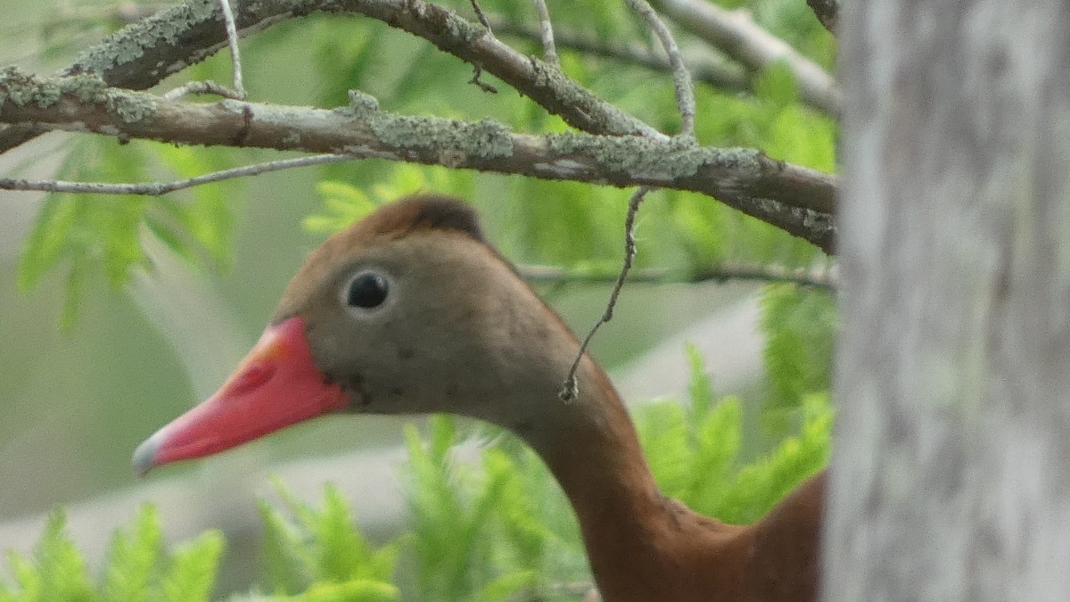 Black-bellied Whistling-Duck - ML634185435