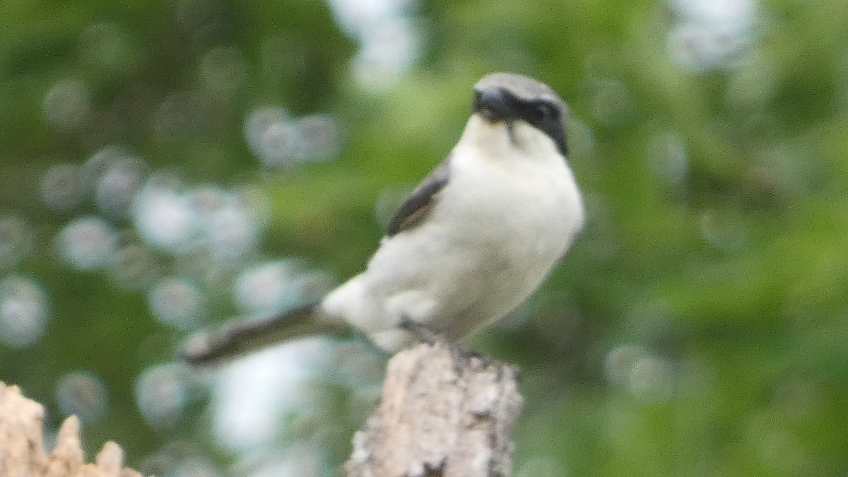 Loggerhead Shrike - ML634185456