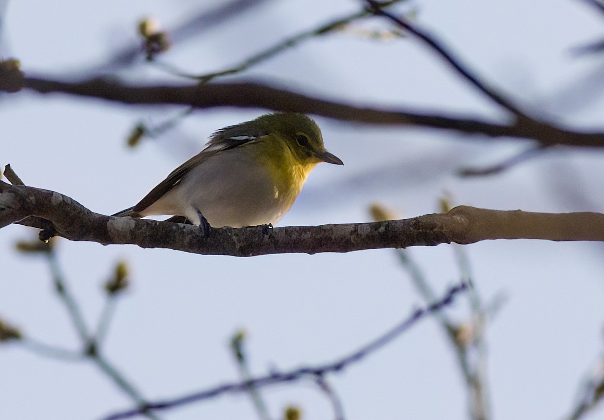 Sarı Gerdanlı Vireo - ML634185615