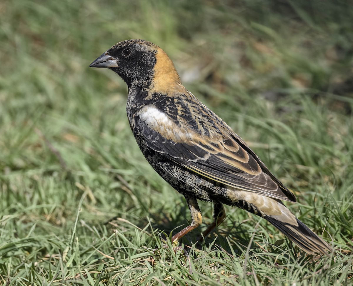 Bobolink - ML634185643