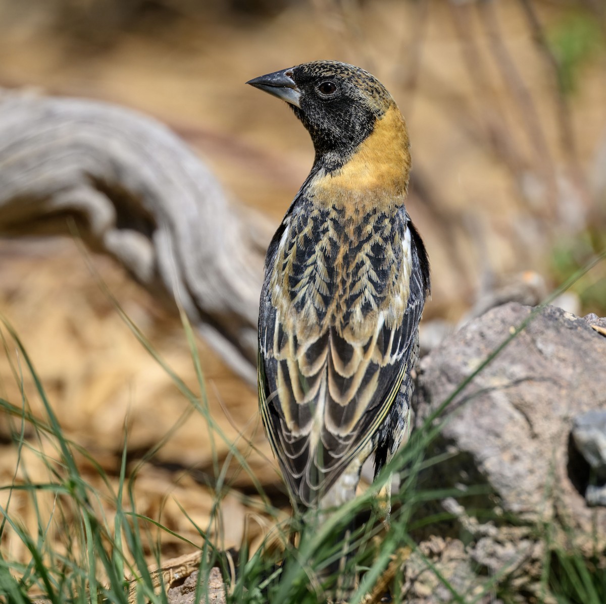 Bobolink - ML634185644
