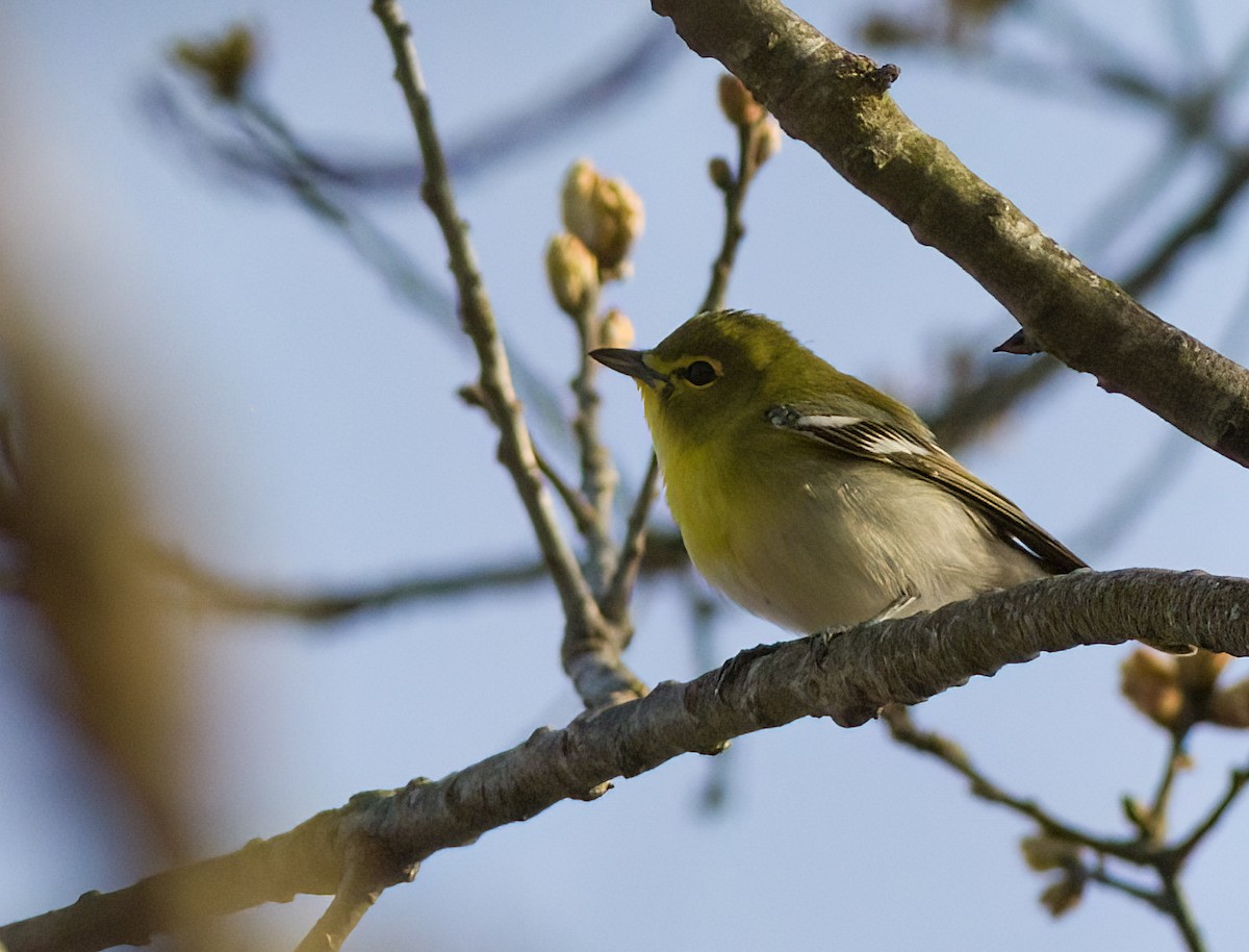 Sarı Gerdanlı Vireo - ML634185757