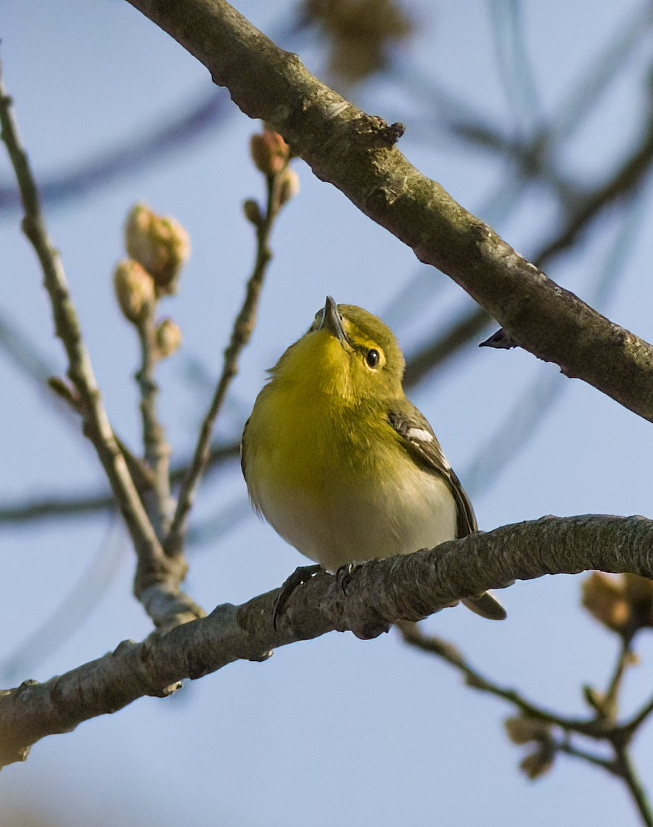 Sarı Gerdanlı Vireo - ML634185762