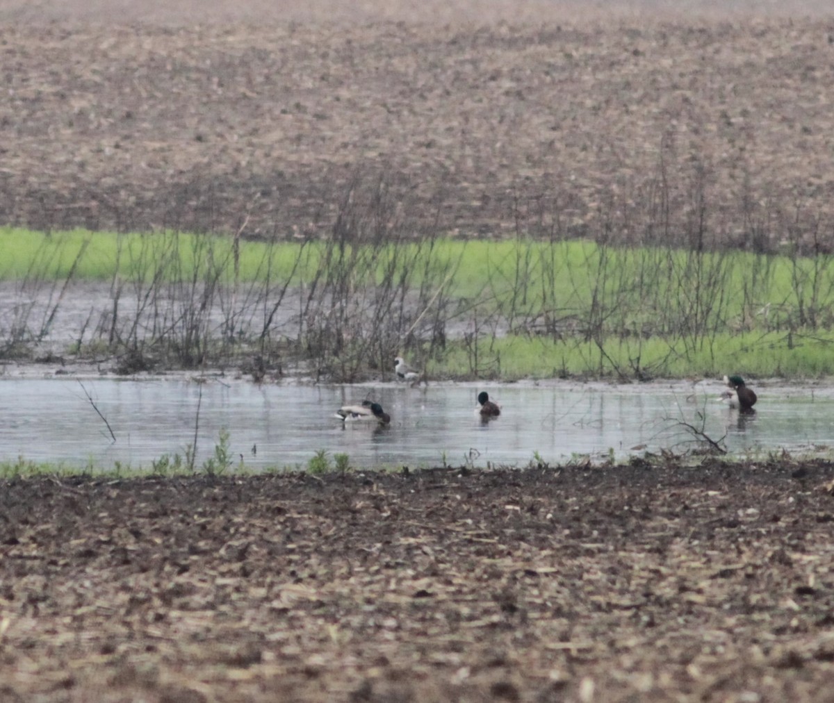 Black-bellied Plover - ML634185778