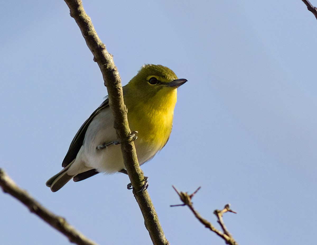 Sarı Gerdanlı Vireo - ML634185782