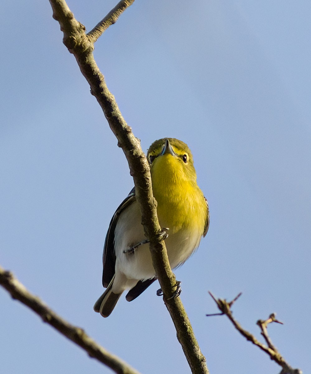 Sarı Gerdanlı Vireo - ML634185787