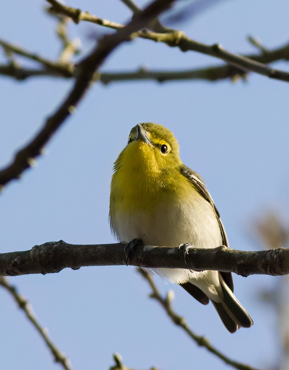 Sarı Gerdanlı Vireo - ML634185792