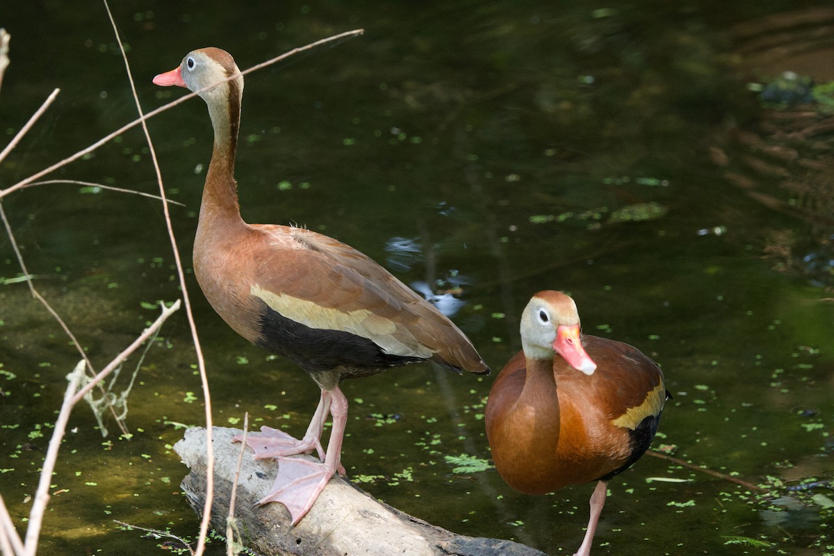 Black-bellied Whistling-Duck (fulgens) - ML634185808