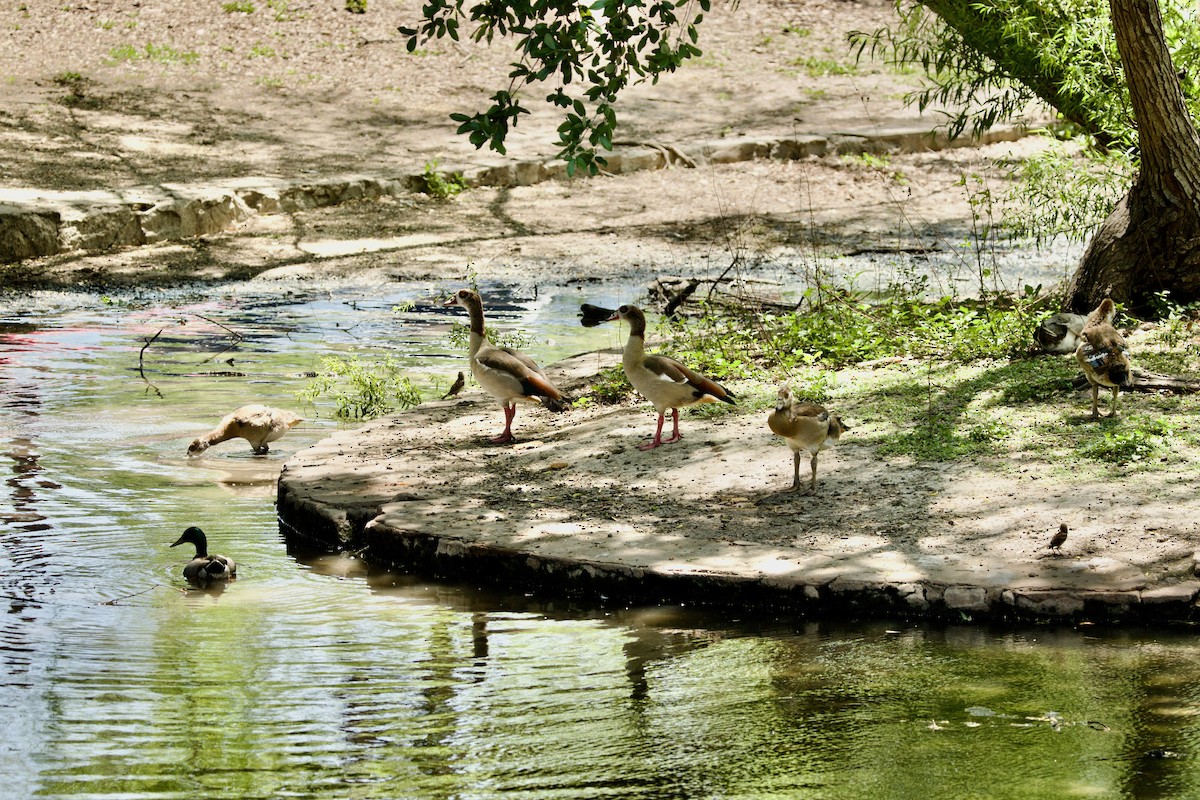 Egyptian Goose - ML634185819