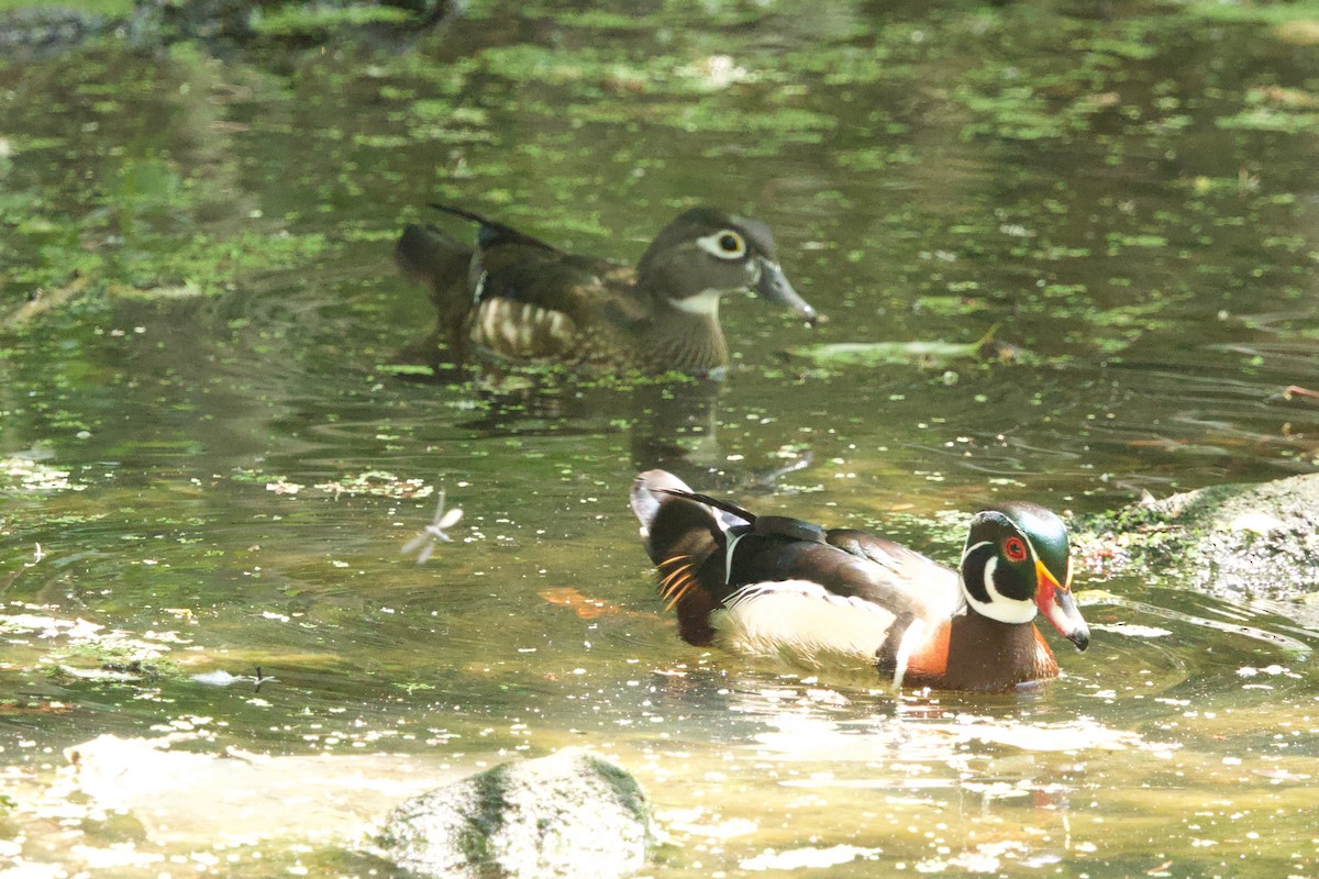 Wood Duck - ML634185851