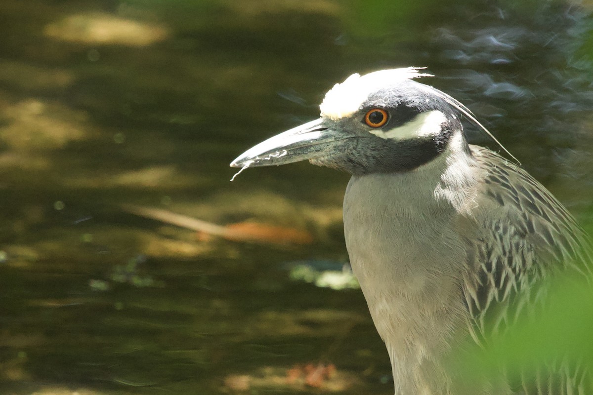 Yellow-crowned Night Heron - ML634185880