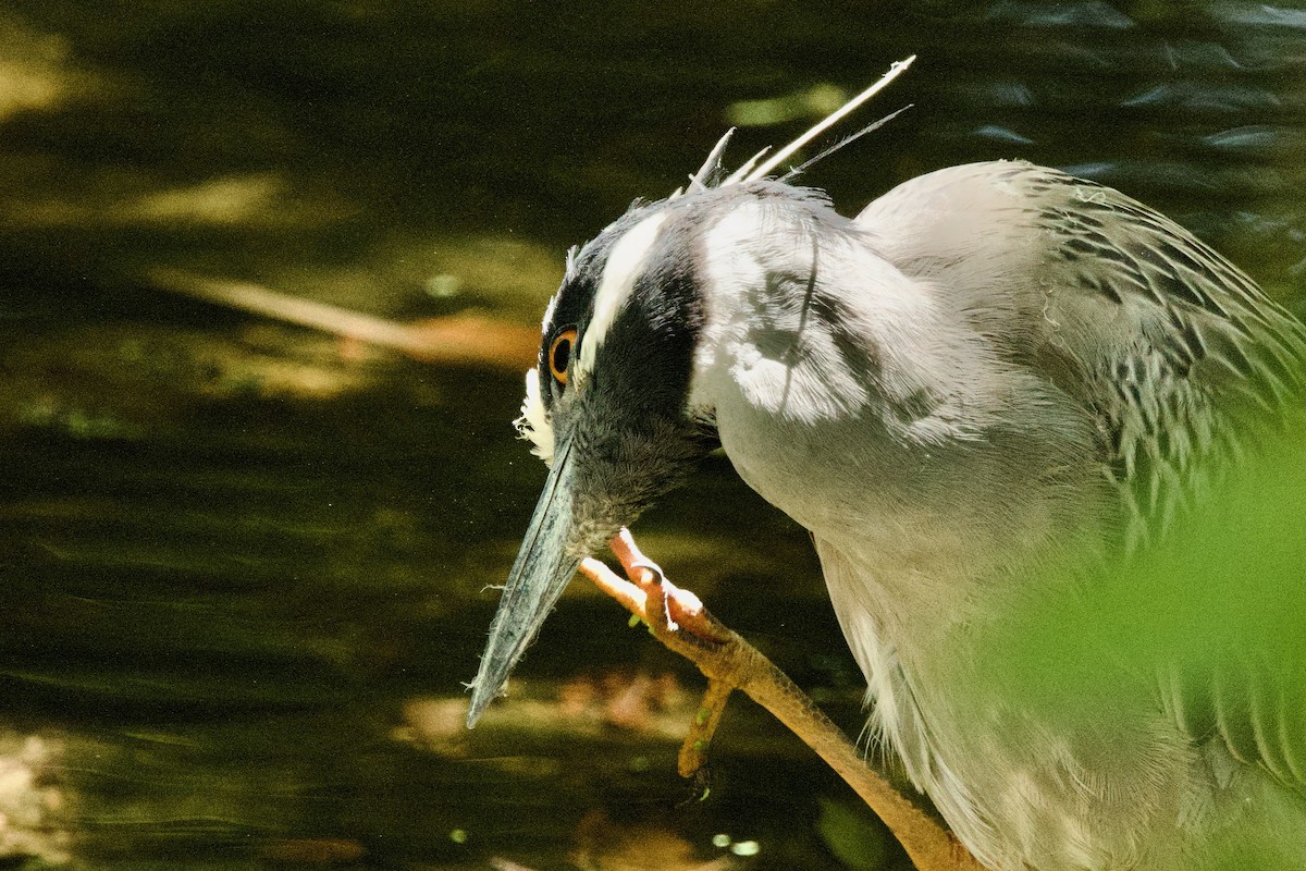 Yellow-crowned Night Heron - ML634185893