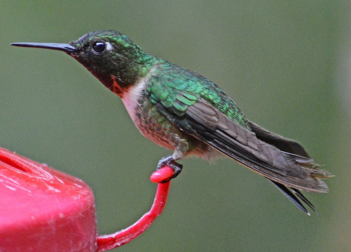 Amethyst-throated Sunangel - ML634185904