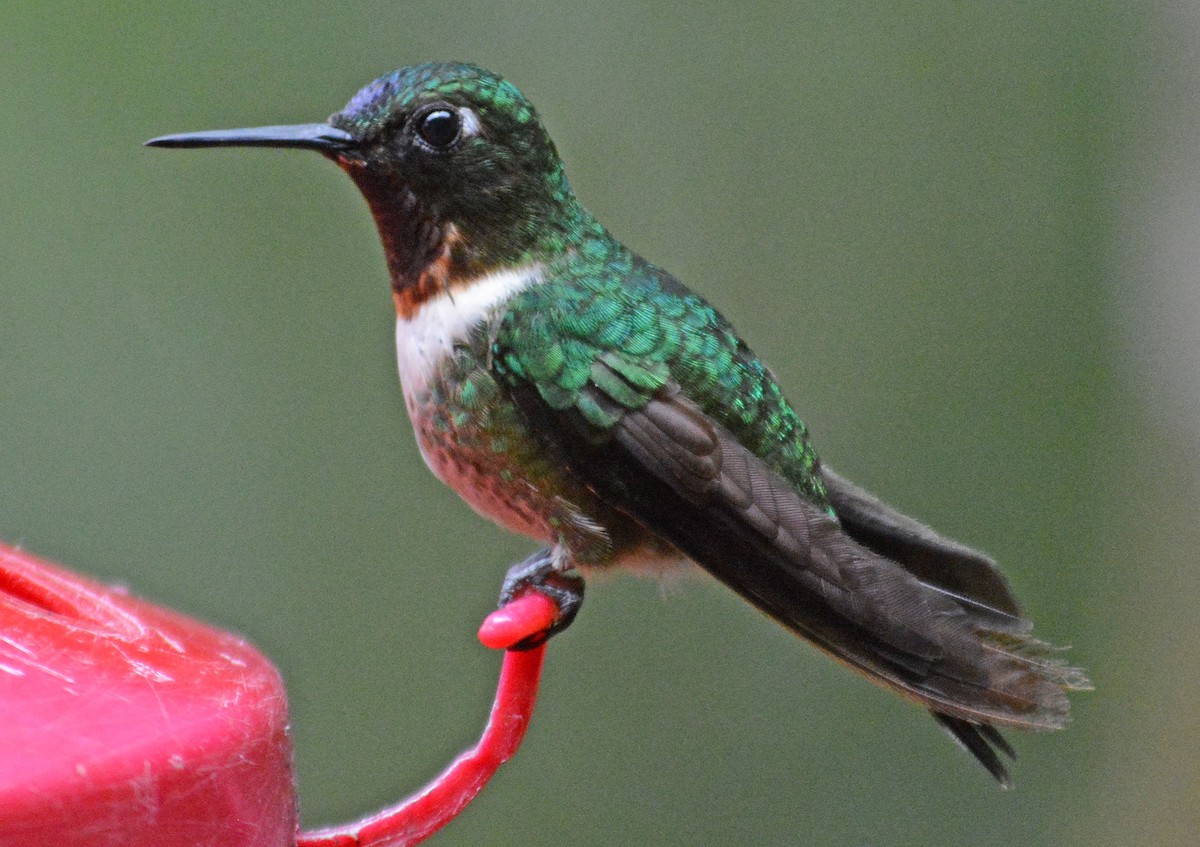 Amethyst-throated Sunangel - ML634185905