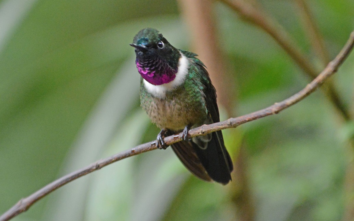 Amethyst-throated Sunangel - ML634185906