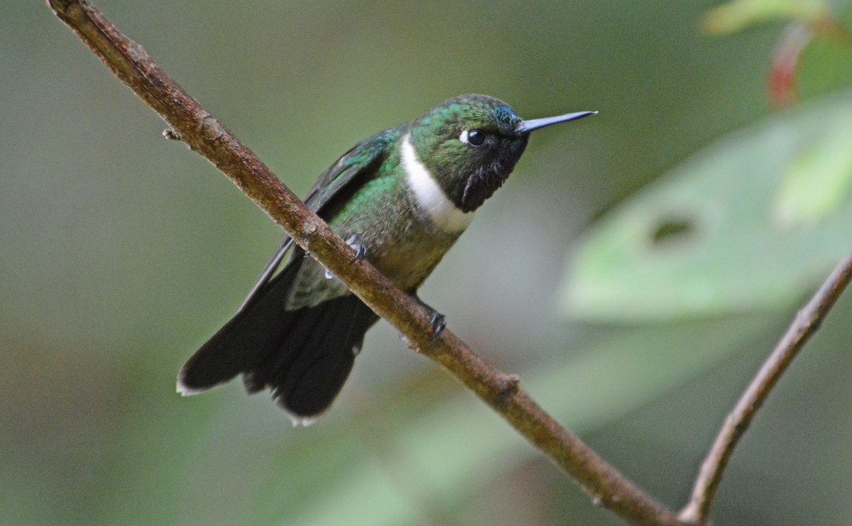 Amethyst-throated Sunangel - ML634185908