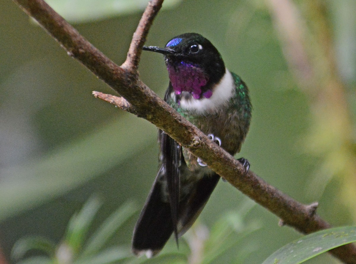 Amethyst-throated Sunangel - ML634185909