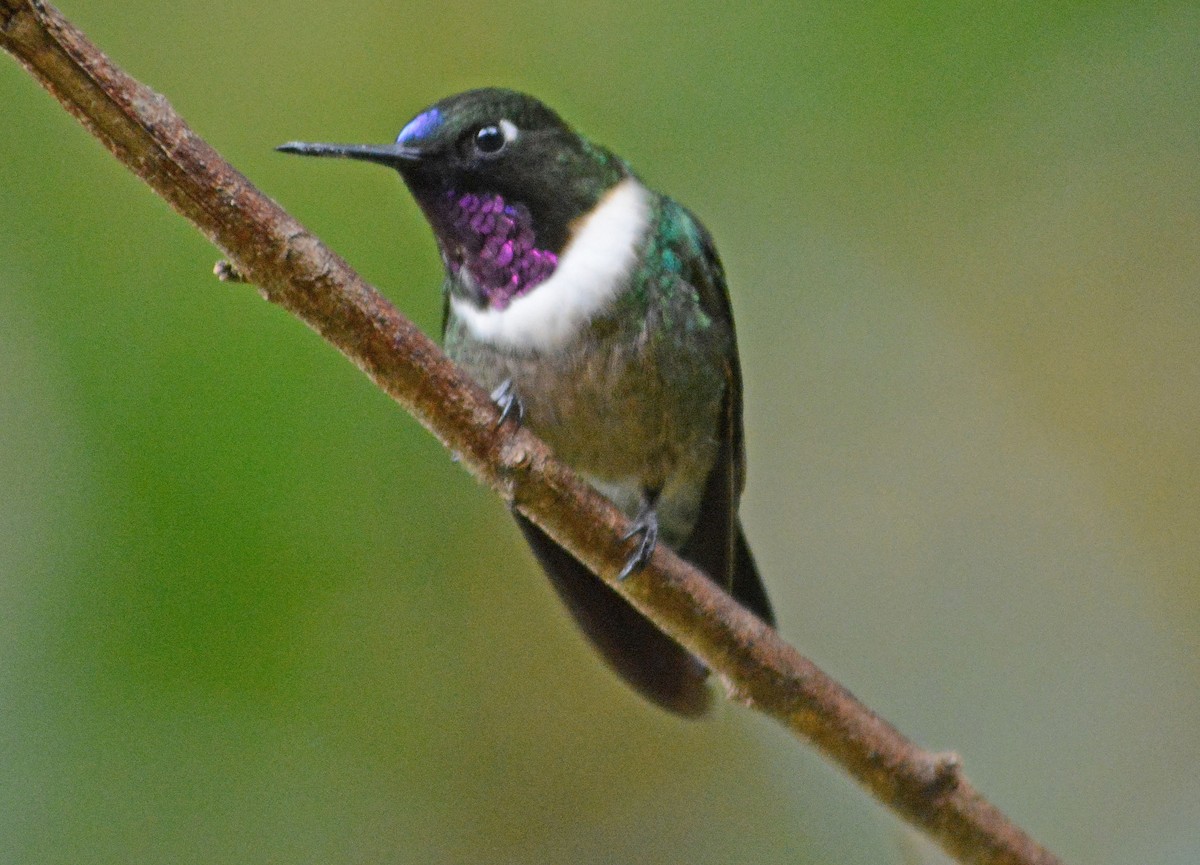 Amethyst-throated Sunangel - ML634185910