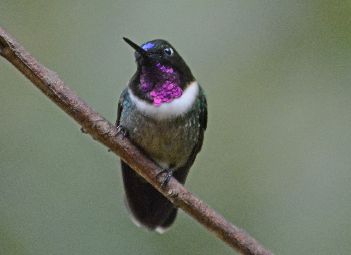 Amethyst-throated Sunangel - ML634185911