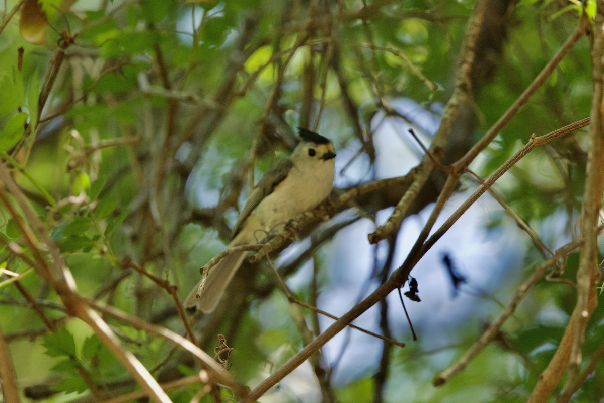 Black-crested Titmouse - ML634185919