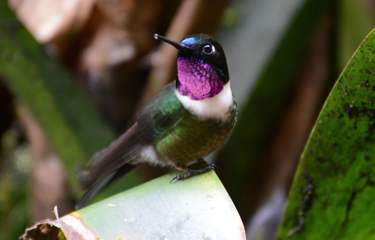 Amethyst-throated Sunangel - ML634185958