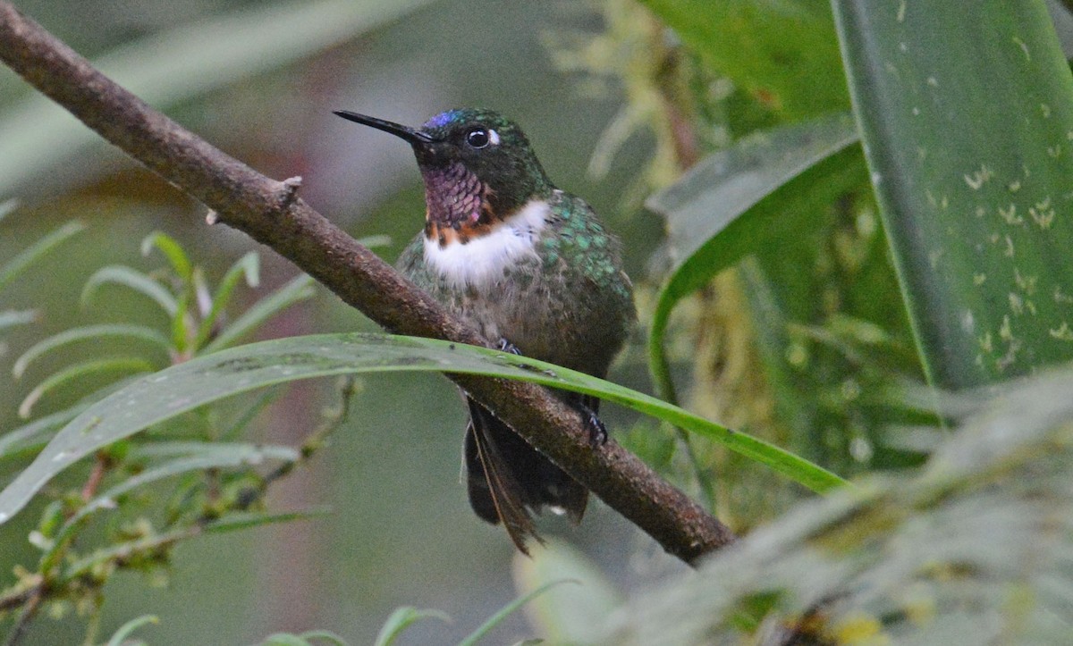 Amethyst-throated Sunangel - ML634185983