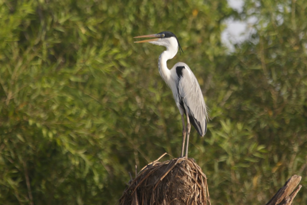 Cocoi Heron - ML634186065