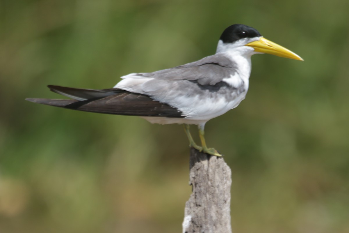 Large-billed Tern - ML634186198