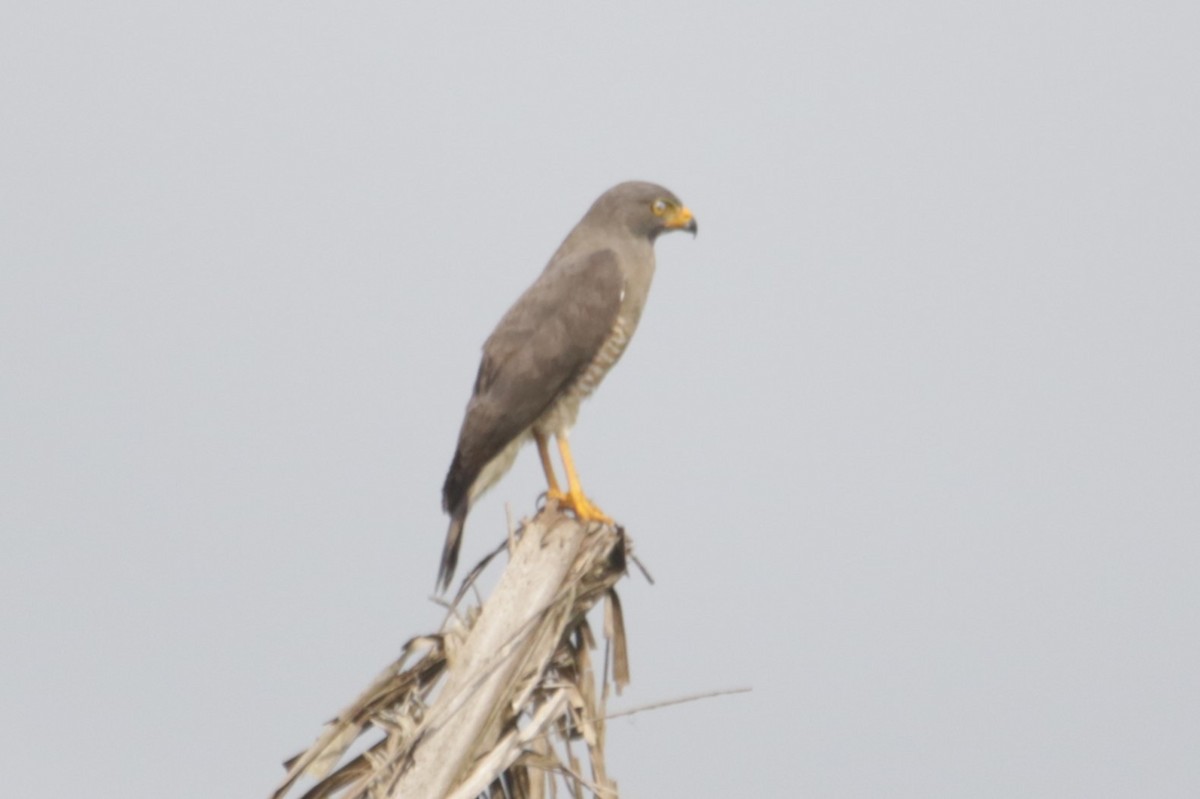 Roadside Hawk - ML634186234