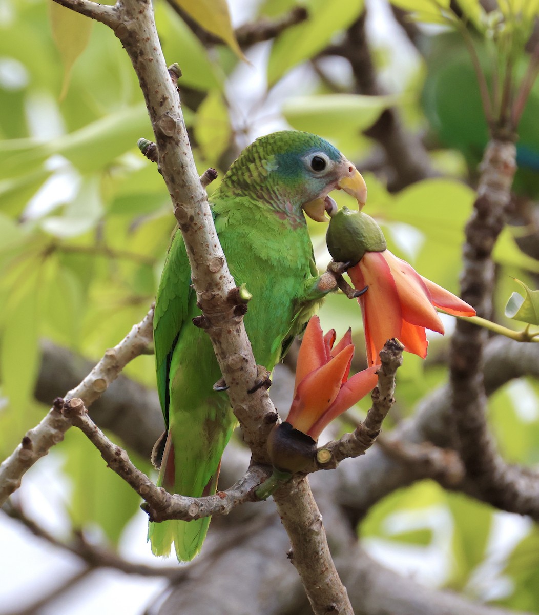 Yellow-billed Amazon - ML634186278