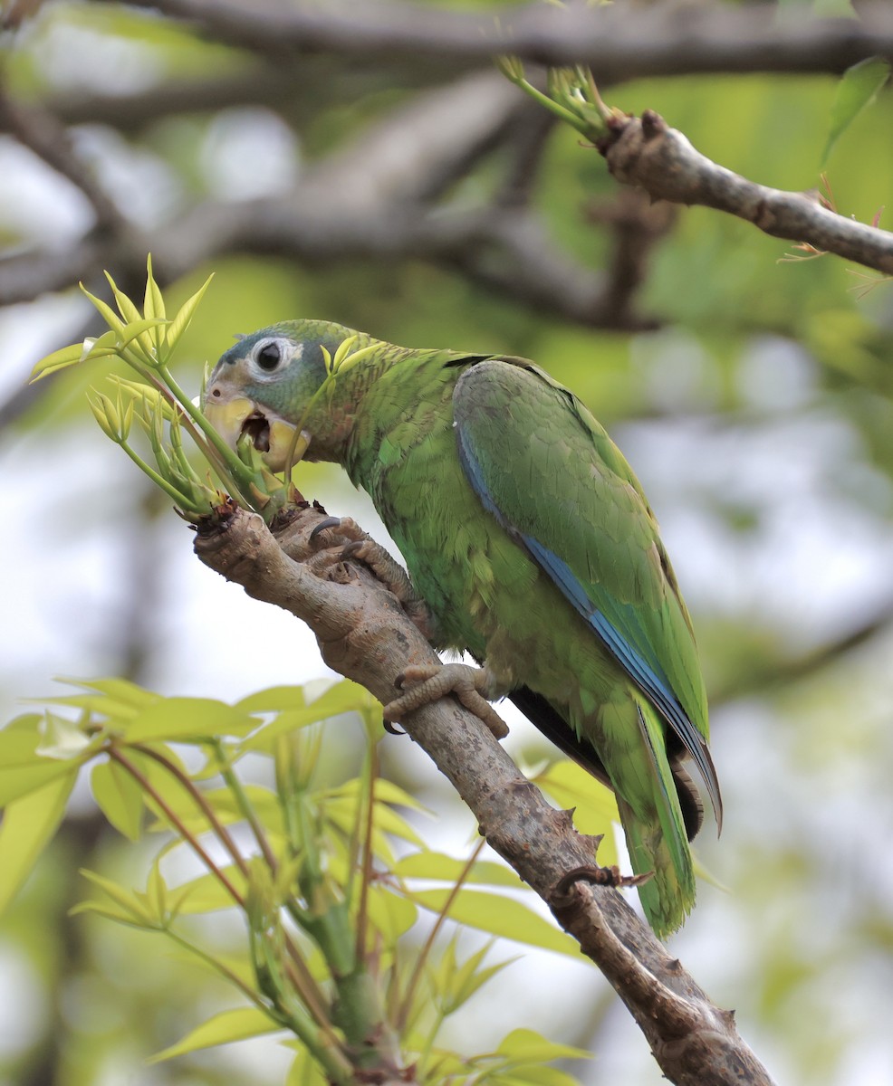 Yellow-billed Amazon - ML634186279