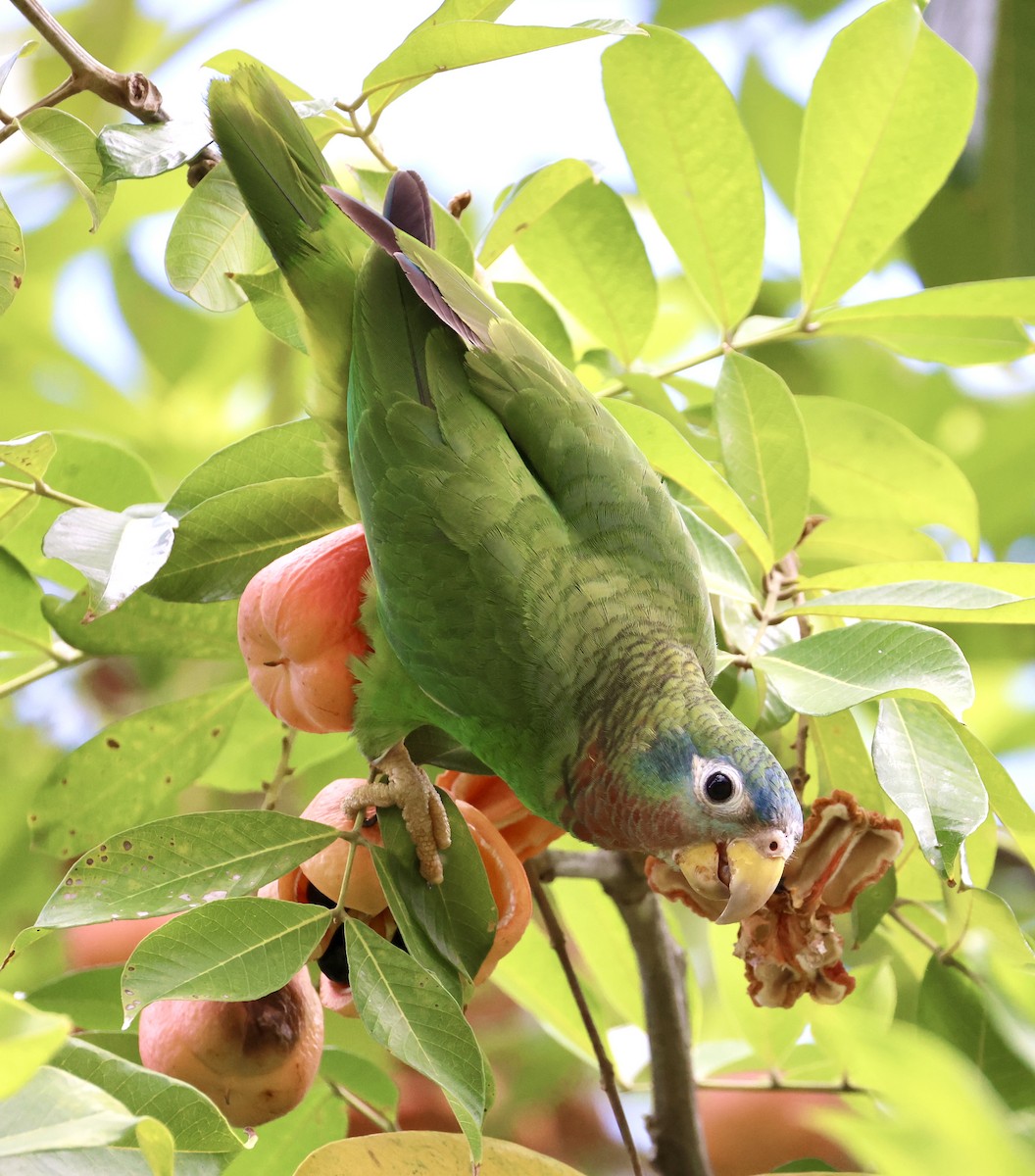 Yellow-billed Amazon - ML634186280
