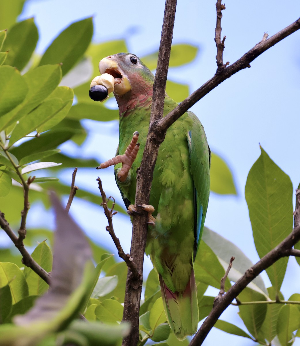 Yellow-billed Amazon - ML634186281